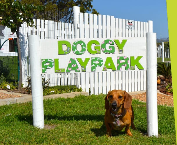 doggy daycare