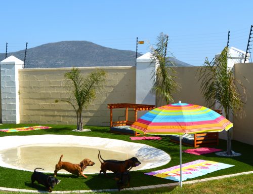 Doggy daycare