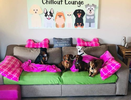 Pet-friendly Accommodation