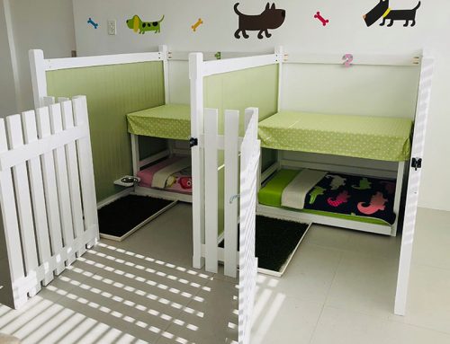Dog Hotel or Boarding Kennels?